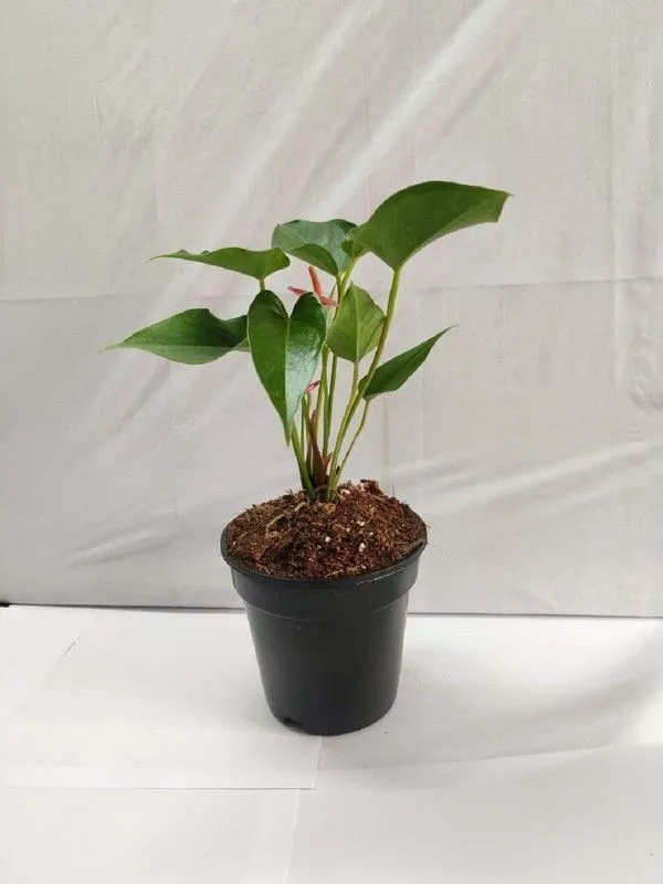 Anthurium_Plant_(Hybrid,_Pack_of_1)