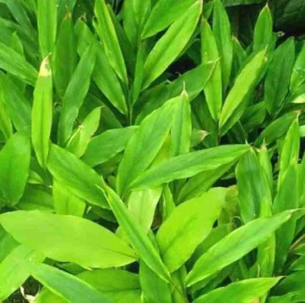 Elaichi/Cardamom_Plant_(Hybrid,_Pack_of_1)