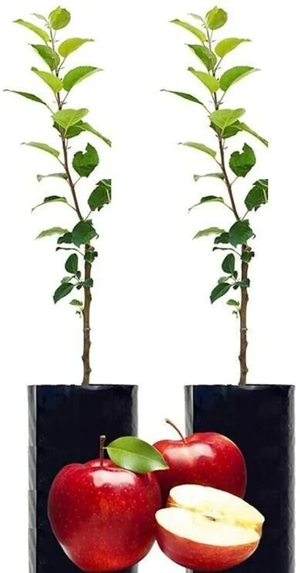 Apple_Plant_(Hybrid,_Pack_of_1)