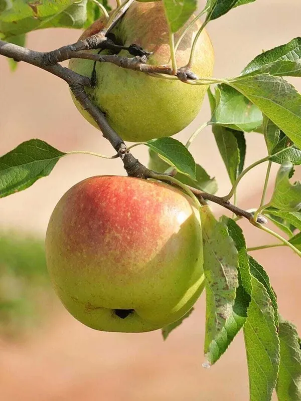 Apple_Plant_(Hybrid,_Pack_of_1)