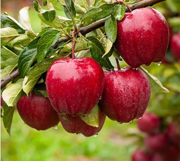 Apple_Plant_(Hybrid,_Pack_of_1)