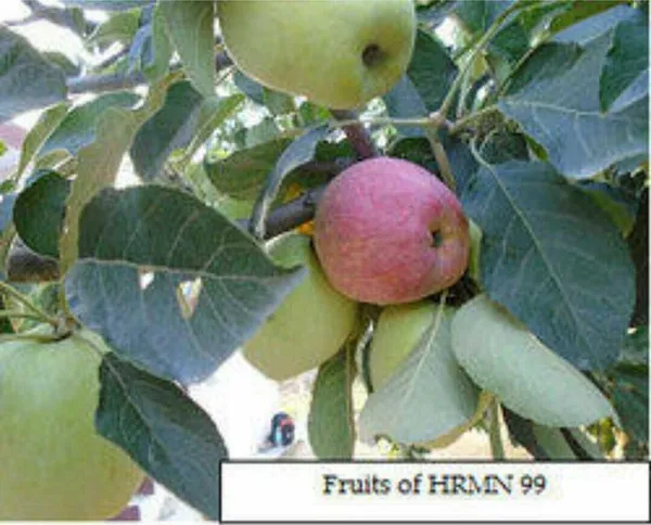 Apple_Plant_(Hybrid,_Pack_of_1)