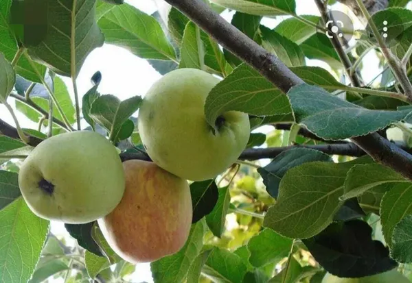 Apple_Plant_(Hybrid,_Pack_of_1)
