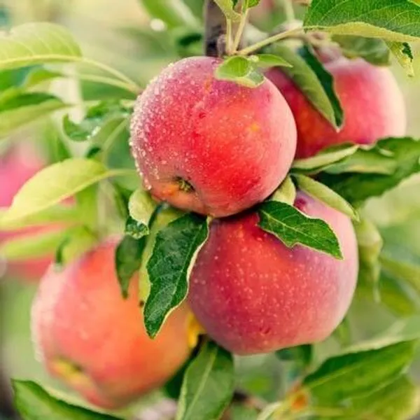 Apple_Plant_(Hybrid,_Pack_of_1)