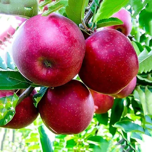 Apple_Plant_(Hybrid,_Pack_of_1)