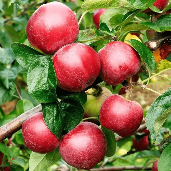 Apple_Plant_(Hybrid,_Pack_of_1)