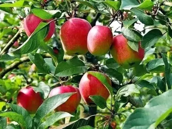 Apple_Plant_(Hybrid,_Pack_of_1)