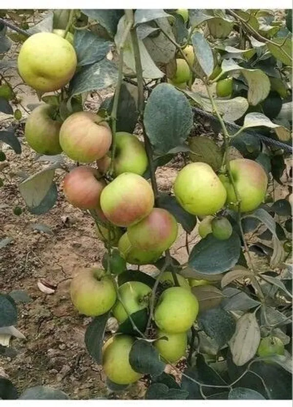Apple_Plant_(Hybrid,_Pack_of_1)