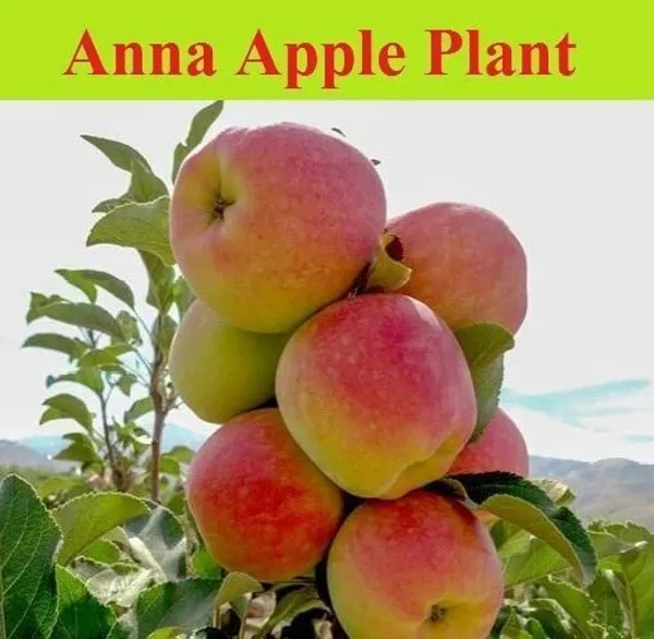 Apple_Plant_(Hybrid,_Pack_of_1)