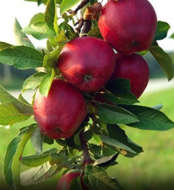 Apple_Plant_(Hybrid,_Pack_of_1)