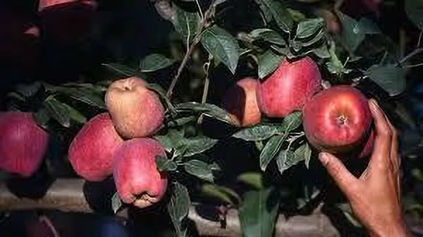 Apple_Plant_(Hybrid,_Pack_of_1)