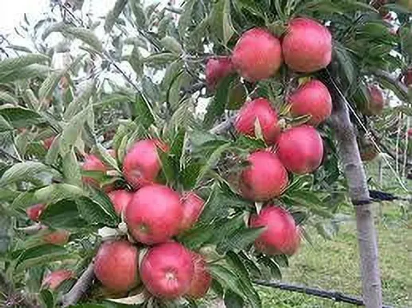 Apple_Plant_(Hybrid,_Pack_of_1)