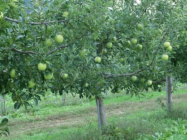 Apple_Plant_(Hybrid,_Pack_of_1)