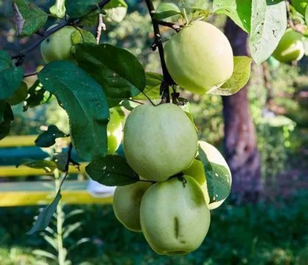 Apple_Plant_(Hybrid,_Pack_of_1)