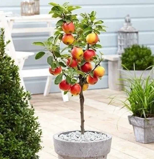 Apple_Plant_(Hybrid,_Pack_of_1)