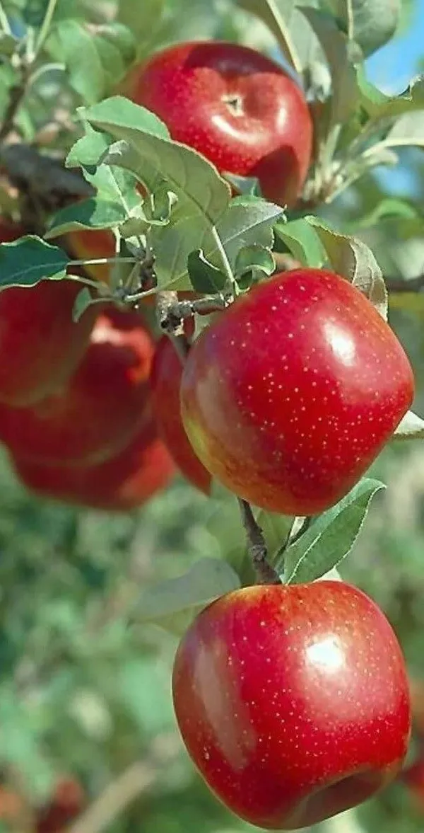 Apple_Plant_(Hybrid,_Pack_of_1)