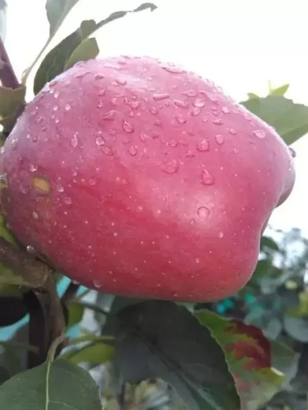 Apple_Plant_(Hybrid,_Pack_of_1)