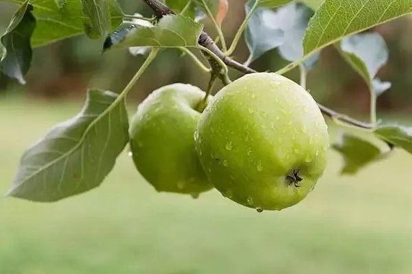 Apple_Plant_(Hybrid,_Pack_of_1)