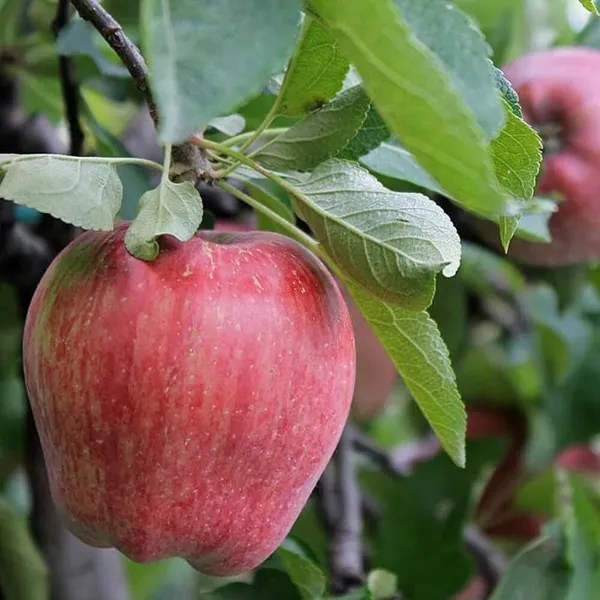 Apple_Plant_(Hybrid,_Pack_of_1)
