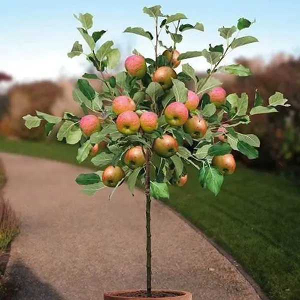Apple_Plant_(Hybrid,_Pack_of_1)