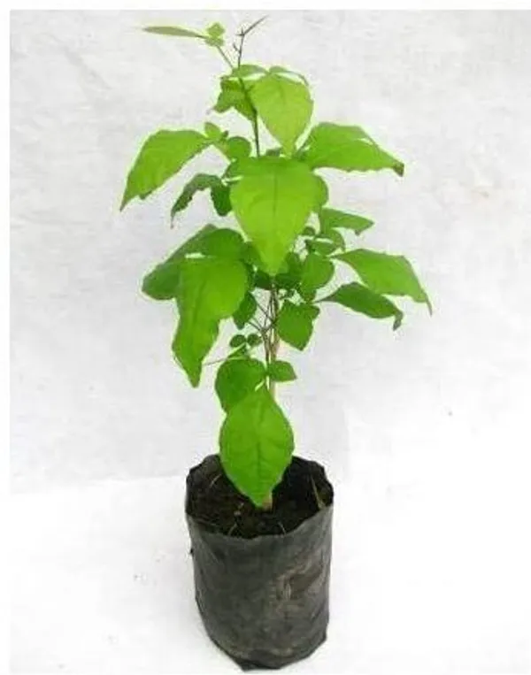 Apple_Plant_(Hybrid,_Pack_of_1)
