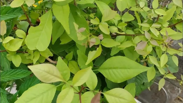 Apple_Plant_(Hybrid,_Pack_of_1)