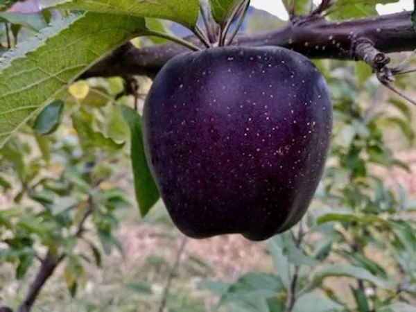 Apple_Plant_(Hybrid,_Pack_of_1)