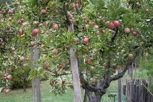 Apple_Plant_(Hybrid,_Pack_of_1)