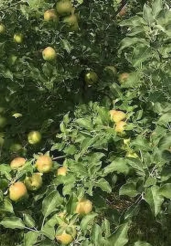 Apple_Plant_(Hybrid,_Pack_of_1)