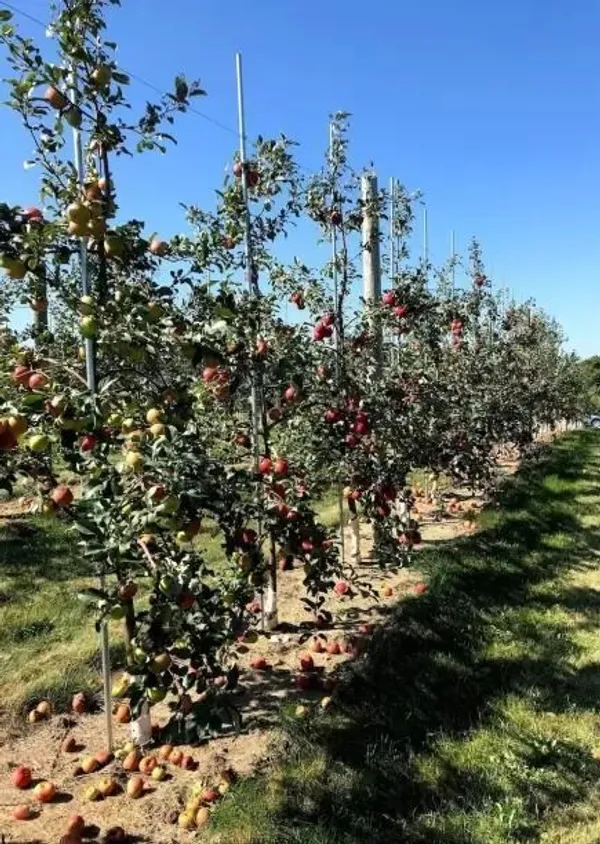 Apple_Plant_(Hybrid,_Pack_of_1)