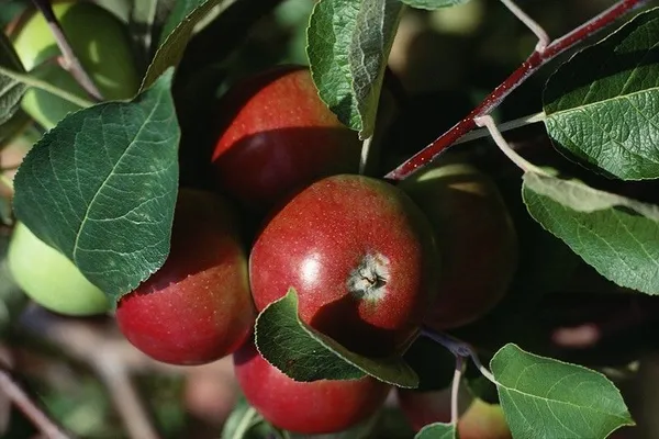 Apple_Plant_(Hybrid,_Pack_of_1)