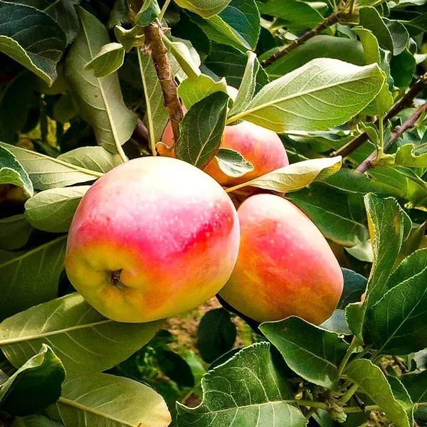 Apple_Plant_(Hybrid,_Pack_of_1)
