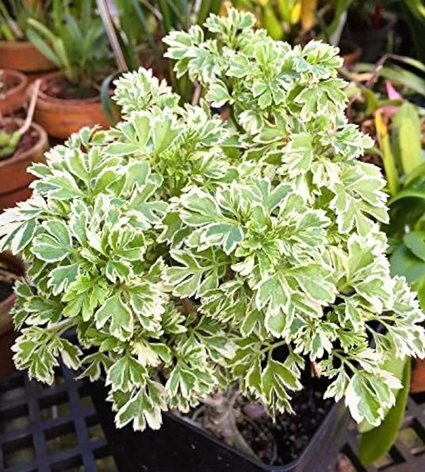 Aralia_Plant_(Hybrid,_Pack_of_1)