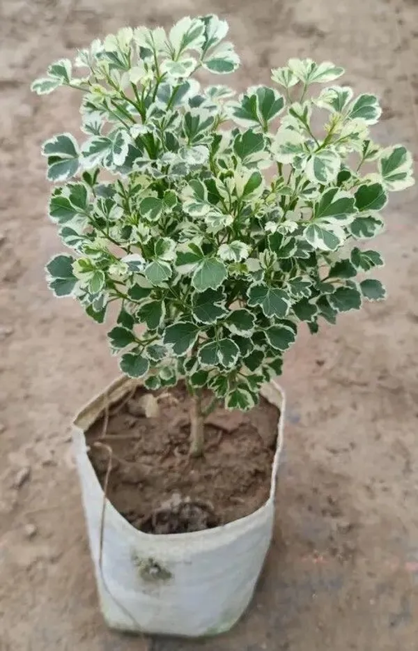 Aralia_Plant_(Hybrid,_Pack_of_1)