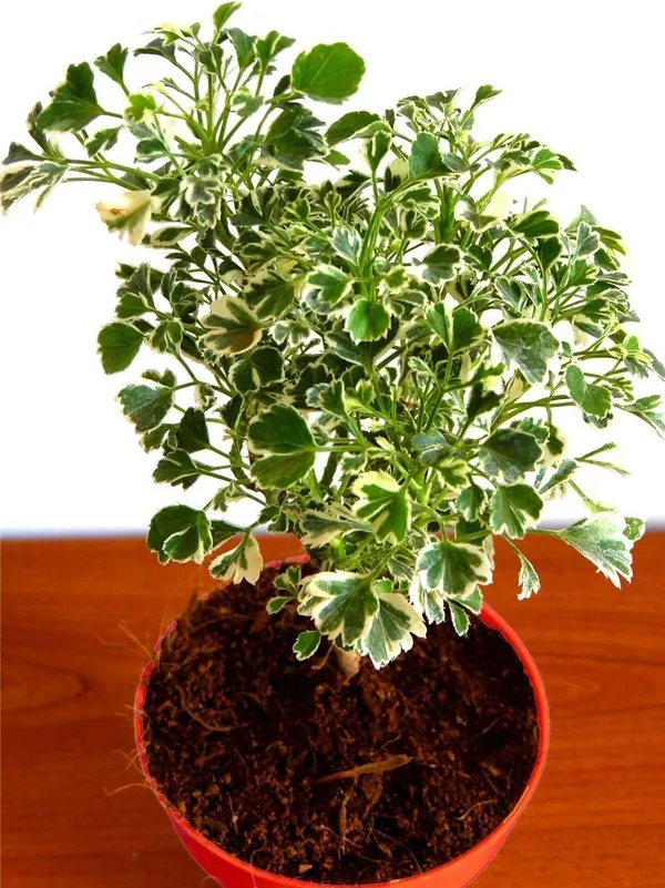 Pothos_Plant_(Hybrid,_Pack_of_1)