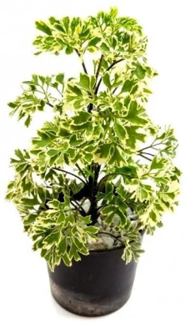Pothos_Plant_(Hybrid,_Pack_of_1)