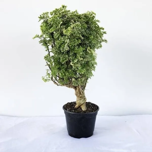 Aralia_Plant_(Hybrid,_Pack_of_1)