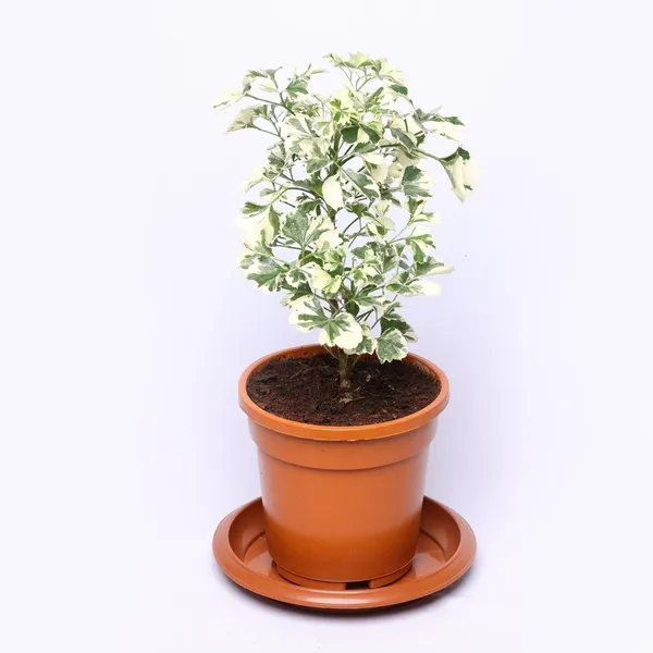 Aralia_Plant_(Hybrid,_Pack_of_1)