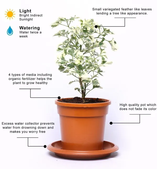 Aralia_Plant_(Hybrid,_Pack_of_1)
