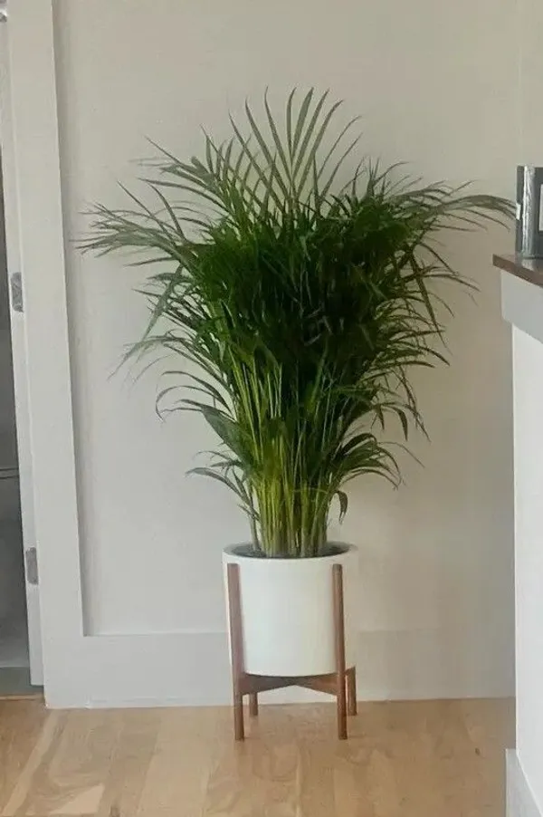 Areca_Palm_(Hybrid,_Pack_of_1)