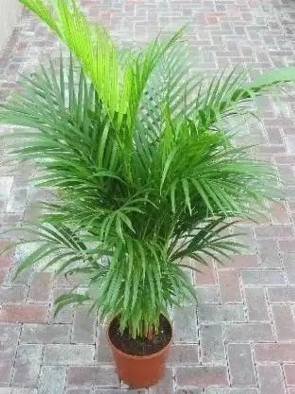 Areca_Palm_(Hybrid,_Pack_of_1)