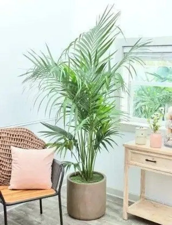 Areca_Palm_(Hybrid,_Pack_of_1)