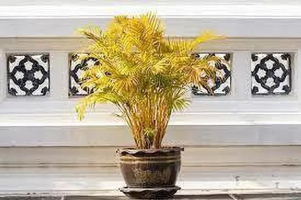 Areca_Plam_(Hybrid,_Pack_of_1)