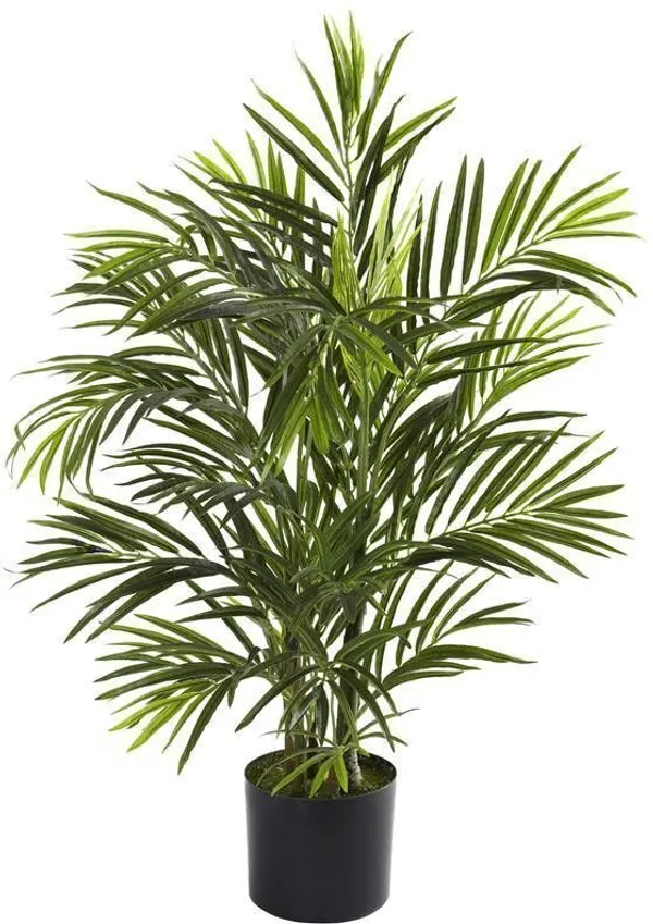 Areca_Plam_(Hybrid,_Pack_of_1)