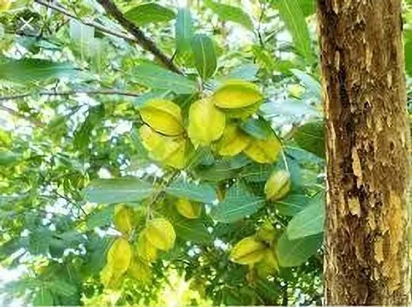 Terminalia/Arjuna_Plant_(Hybrid,_Pack_of_1)