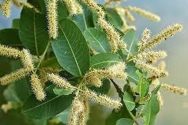 Terminalia/Arjuna_Plant_(Hybrid,_Pack_of_1)
