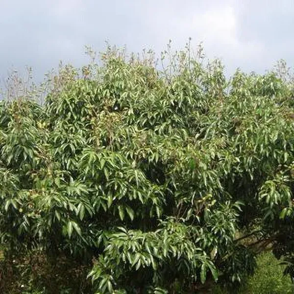 Litchi_Plant_(Hybrid,_Pack_of_1)