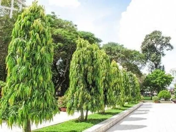 Ashok_Plant_(Hybrid,_Pack_of_1)