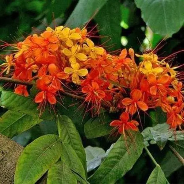 Ashok_Plant_(Hybrid,_Pack_of_1)