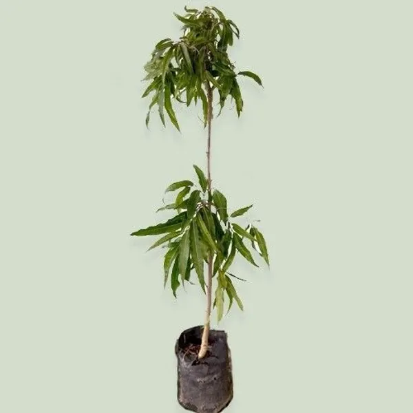 Ashok_Plant_(Hybrid,_Pack_of_1)